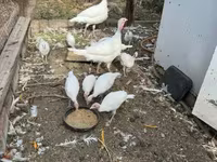 Turkeys — फ़ोटो 5