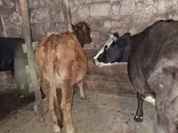 گاو نر, آبرادین-آنگوس — عکس 7