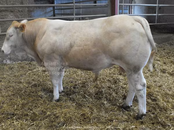 Blonde d’Aquitane cattle