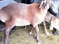 Montone, Rhon sheep — foto 8