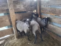 Beran, Romanov sheep — foto 1