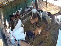 Kambing betina, Saanen goat — foto 3