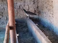 Turkeys — fotografija 2