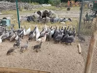 Guinea fowl — ảnh 1