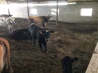 ወንድ በሬ, Aberdeen-Angus — ፎቶ 2