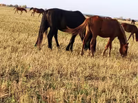 Konji (partija, pol nije naveden), Horse breed — fotografija 2