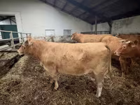 Vaca, Vaca Limousine — foto 1