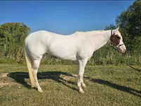 Кобила, American paint horse — фото 8
