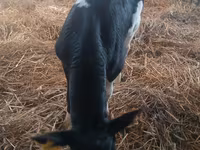 วัวตัวผู้, Simmental cattle — รูปภาพ 3