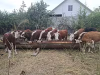گاو ماده, گاو سفیدسر قزاقستانی — عکس 1