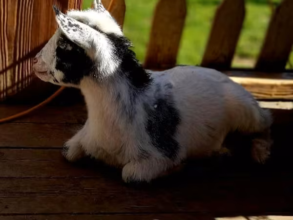 Kambing betina, Nigerian dwarf goats