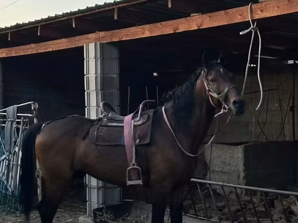 Horse (M), Horses — Kyrgyzstan