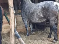 Cavalla, Hungarian horse breed — foto 2