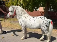 Hingst, Hästar — foto 2
