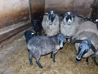 Får, Romanov sheep — foto 4