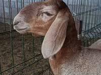 Får, Arashan sheep — foto 2
