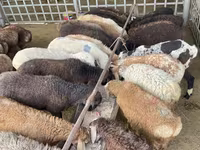 Qoyun, Krasnoyarsk sheep — foto 4