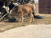 Qoʻy, Arashan sheep — 2-rasm