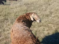 میش, Hissar sheep — عکس 2