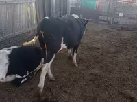 Бух, Russian Black pied cattle — 5 зураг