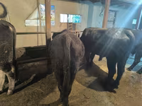 Toro, Bovini — foto 6