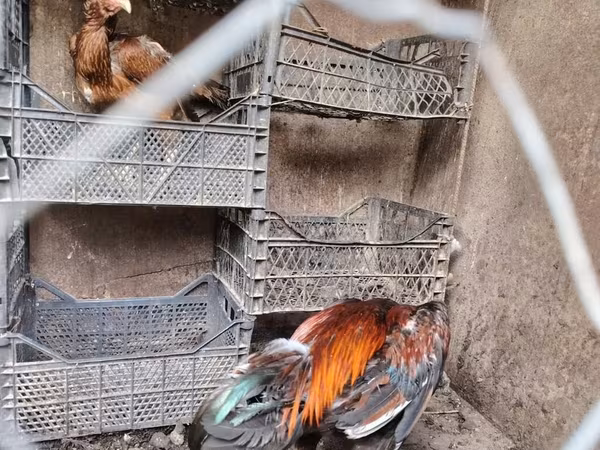 Chickens