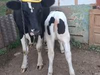 گاو ماده, Russian Black pied cattle — عکس 1