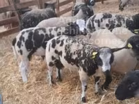 قوچ, Zwartbles sheep — عکس 2
