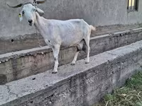 Koza, Alpine goat — foto 2