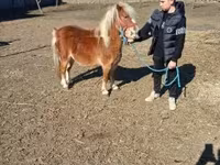 Cavallo, Cavalli — foto 3