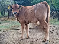 Stier, Limousin koe — foto 2