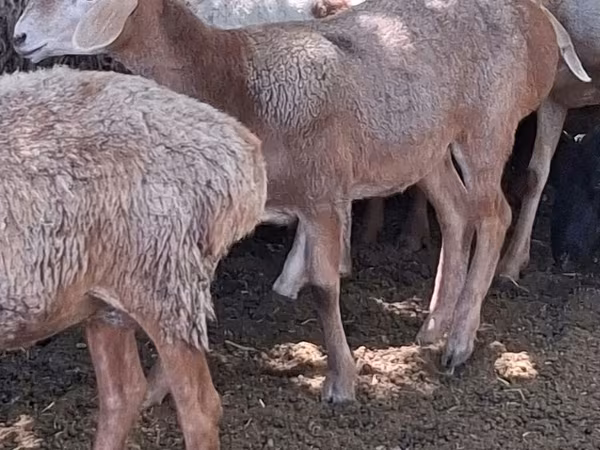 Қой, Қойлар