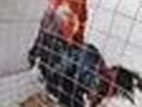 Chickens — عکس 3