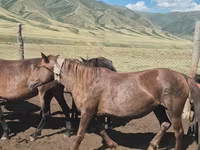 مادیان, اسب — عکس 2