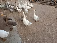 Geese — foto 2