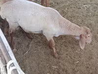 Domba jantan, Sheep — foto 1
