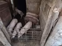 หมูป่าตัวผู้, หมู — รูปภาพ 2