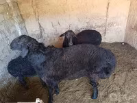Ram, Schapen — foto 4