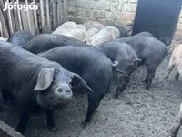 Kanec, Prasata — foto 2