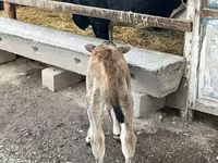 Ko, Holstein-race — foto 8