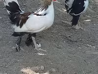 بنتام ژاپنی — عکس 2