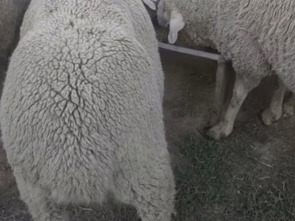 Ram, Sheep — Kyrgyzstan