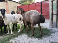 قوچ, Hissar sheep — عکس 1