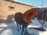 اسب نر, اسب — عکس 2
