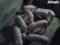 Мэгж, Крупная белая — 2 зураг