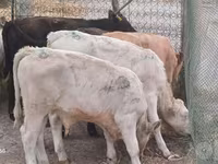 Bovine (lot, sex nespecificat), Vaca Limousine — foto 3