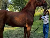 مادیان, Skyros Pony — عکس 1
