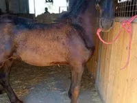 Hengst, Friesian — Foto 3