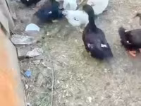 Ducks — foto 2
