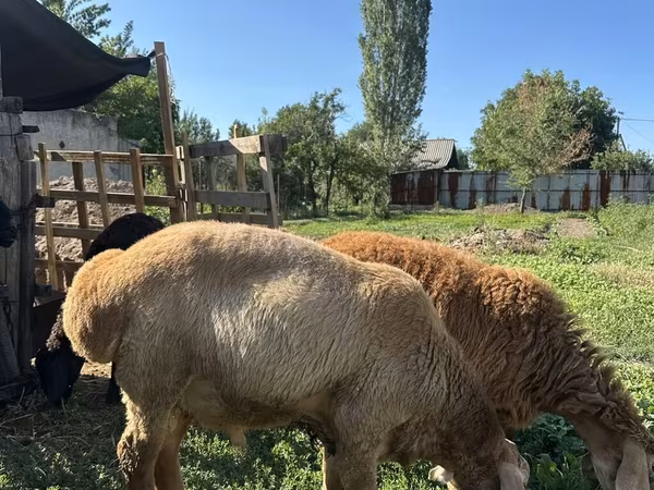 Ram, Arashan sheep — Kyrgyzstan